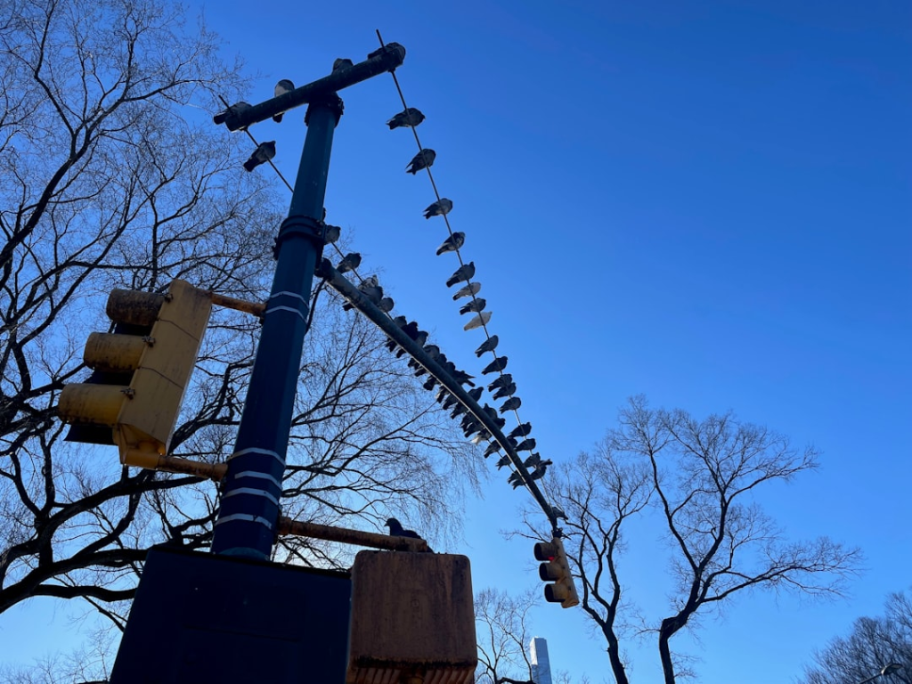 a traffic light pole with a bunch of birds on it