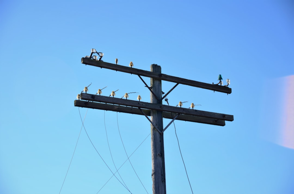 Best Electricians In Services in Cannon Falls